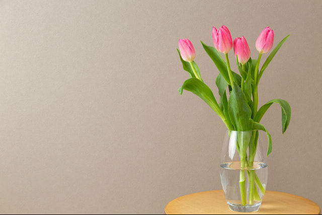 銀イオン原液「銀のチカラ」で切り花が美しく長持ちします